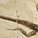 Illustration for article titled A piece of 50 million-year-old preserved lizard skin reveals how ancient animals looked